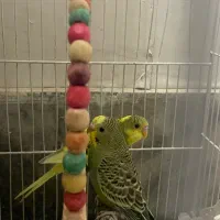 جفت مرغ عشق