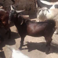 فروش ۴ عدد کهره ننر