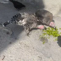 بوقلمون ماده|حیوانات مزرعه|آبدانان, |دیوار