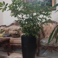 گل شفلرا|گل و گیاه طبیعی|مشهد, امیر المومنین|دیوار