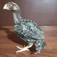 جوجه لاری هندی