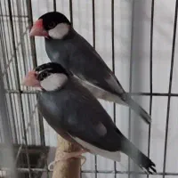 یک جفت فنج نرگسی فوق مولد معاوضه و فروش