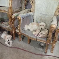واگذاری‌
