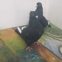 کبوترسینه سیاه فروش فوری