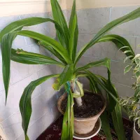 گل سوسن غول پیکر|گل و گیاه طبیعی|یزد, |دیوار