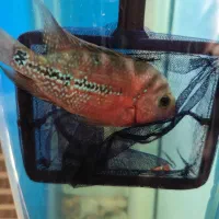 هیبرید کامفا و ویجا (سوپر رد کامفا)|ماهی|فردیس, شهرک راه آهن|دیوار