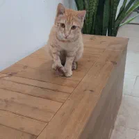 گربه  DSH|گربه|ورامین, ورامین|دیوار