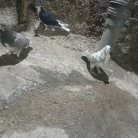 ۹تا کفتر جنگنده