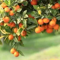 نیرو برای پرتقال چینی