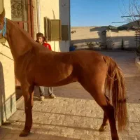 اسب تیماس درهمی