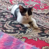 حیوانات خانگی|گربه|شیراز, بازار|دیوار