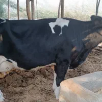 فروش سه راس گاو اصیل خارجی|حیوانات مزرعه|جره و بالاده, |دیوار