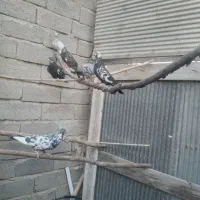 فروش‌کبوترپرشی‌نژادتهرانی‌به‌تعداد۵۰عدد|پرنده|سلماس, |دیوار