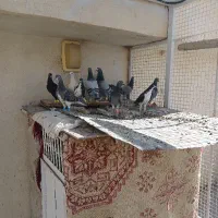 کفتر پلاکی شهری