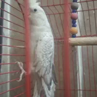 یک جفت عروس هلندی