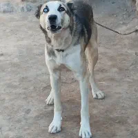 سگ نگهبان