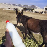 شیر الاغ و روغن الاغ