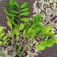 قلمه زاموفیلیا