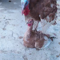 پنج عدد بوقلمون دو ساله نژاد بوربون ارگانیک