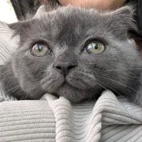 واگذاری گربه اسکاتیش