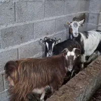 بز جوان چاق و چله حدود ۳۰ کیلویی گوسفند