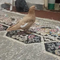 زرد یه بال سفید نر