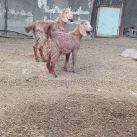 بزغاله بره|حیوانات مزرعه|پیشوا, |دیوار