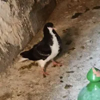 جفت شهری سیاه با جوجه|پرنده|شیراز, آبیاری|دیوار