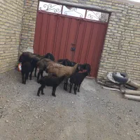 چهار میش بره‌‌جوان‌دونی‌۲۵۵۰۰