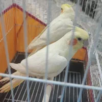 عروس هلندی