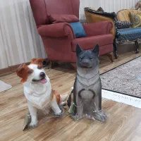 سگ سیلیکونی گوشتی ۴۰ سانتی خارجی آک|مجسمه، تندیس، ماکت|تبریز, |دیوار