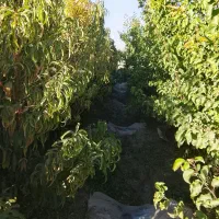 نهالستان حسن زاده شاهنامه شروع قیمت از30هزار تومان|خدمات باغبانی و درختکاری|مشهد, شمس آباد|دیوار