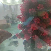 ماهی|ماهی|مشگین شهر, |دیوار