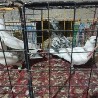 کبوتر|پرنده|نیشابور, شهید بهشتی|دیوار