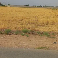 فروش ۲ هکتار برای ویلاو..|فروش دفتر صنعتی، کشاورزی، تجاری|اهواز, زیتون کارمندی|دیوار