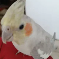 عروس هلندی|پرنده|سیرجان, |دیوار