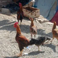 مرغ محلی