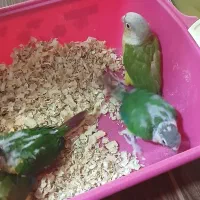 جوجه سرلاکی گرینچیک