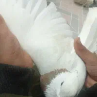 کفتر توغی|پرنده|خاتم, |دیوار