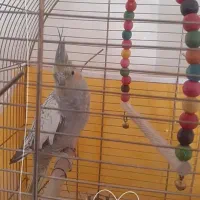 عروس هلندی ماده|پرنده|فولادشهر, C8|دیوار