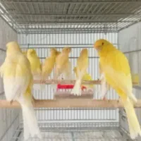 دنیای پرندهای بخون ومست
