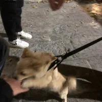 سگ خانگی بسیار زیبا|سگ|ری, دولت‌آباد|دیوار