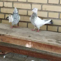 دوتا کفتر سینه ای به شرط|پرنده|شیراز, دروازه قران|دیوار