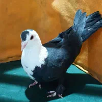 . کربلایی. سینه سیاه. زرد دم سفید