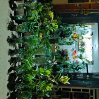 گلفروشی گیاهان آپارتمانی|گل و گیاه طبیعی|مهدی شهر, |دیوار