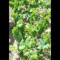 نهال انارانگور