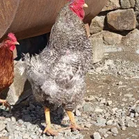 خروس نژاد آمروک اصل