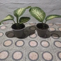 گل دیفن|گل و گیاه طبیعی|رشت, دیانتی|دیوار