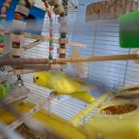 مرغ عشق نر بالغ|پرنده|محمدشهر, شهرک پیام (مهرالبرز)|دیوار