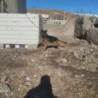 سک پلیسی شپرشولاین